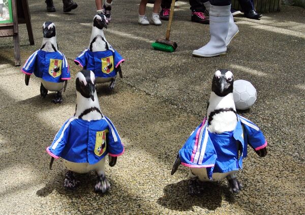 島根県松江市の松江花鳥園（松江フォーゲルパーク）で、サッカー日本代表のユニフォームを着て園内を歩き回るペンギンたち - Sputnik 日本