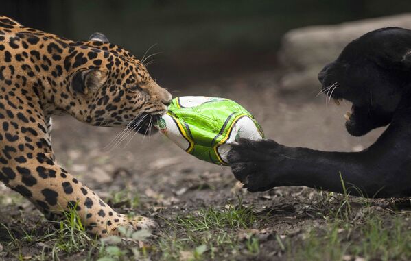 コロンビア・メデジンのサンタフェ動物園で、サッカーボールで遊ぶジャガー - Sputnik 日本
