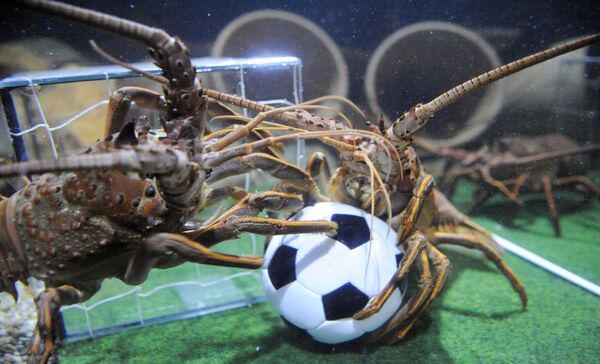 ドイツ・ベルリンの水族館「シーライフで」、水槽の中でサッカーボールを奪い合うアカザエビ - Sputnik 日本