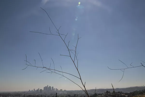 米カリフォルニア州ロサンゼルスで、干ばつによって枯れた植物 米カリフォルニア州ロサンゼルスで、干ばつによって枯れた植物 - Sputnik 日本