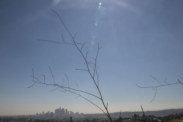 米カリフォルニア州ロサンゼルスで、干ばつによって枯れた植物 - Sputnik 日本