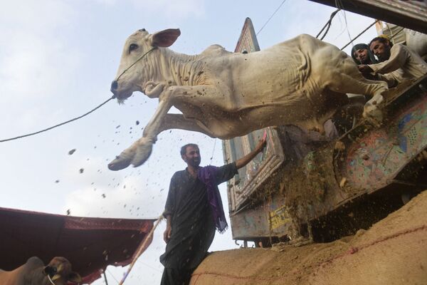 パキスタン・カラチで行われたラマダン終了を祝う祭り「イド・アル＝フィトル」で、牛をトラックから下ろす商人ら - Sputnik 日本