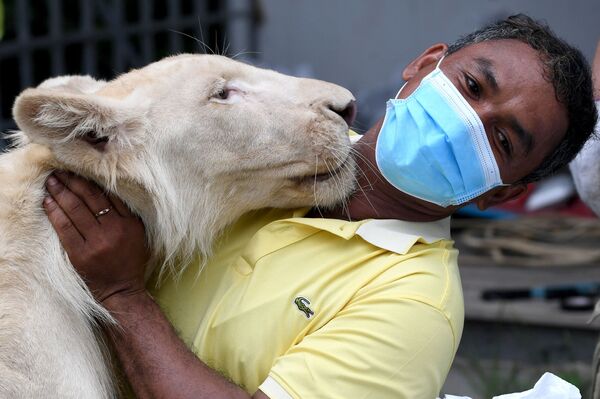 カンボジア・プノンペンで、違法飼育されていたライオンと抱き合う動物園の職員 - Sputnik 日本
