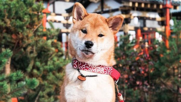 犬は人間の嘘を見分ける - Sputnik 日本