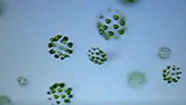 緑藻類「Pleodorina starrii」 - Sputnik 日本
