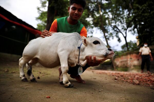 バングラデシュ・ダッカ郊外の農場で飼育されている世界最小の牛 - Sputnik 日本