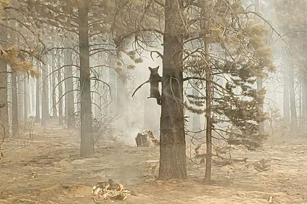 米オレゴン州で発生した山火事「ブートレッグ・ファイアー」で、木にしがみつく子グマ - Sputnik 日本
