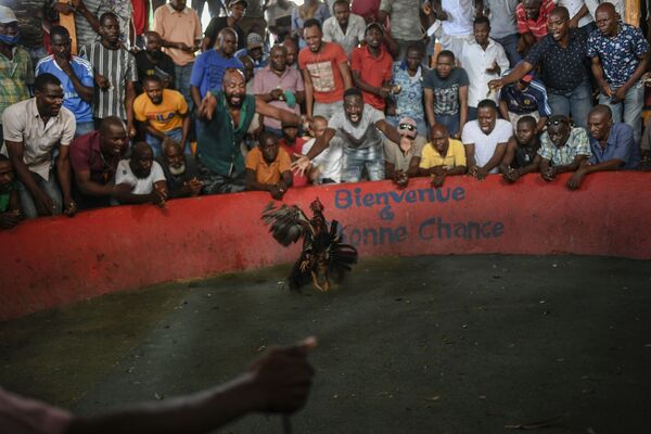 ハイチ首都・ポルトープランスの闘鶏場で闘う雄鶏 - Sputnik 日本