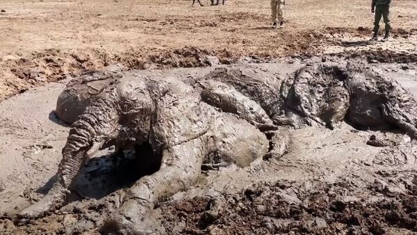 Elephant Family Get Stuck In The Mud - Sputnik 日本