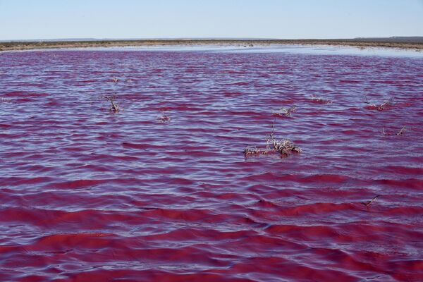 アルゼンチン南部・チュブト州トレレウ市近郊にある、化学物質によってピンク色に染まったラグーン（潟湖） - Sputnik 日本