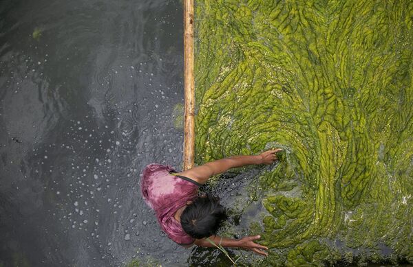 ネパール・カトマンズで、池の藻を掃除する労働者 - Sputnik 日本