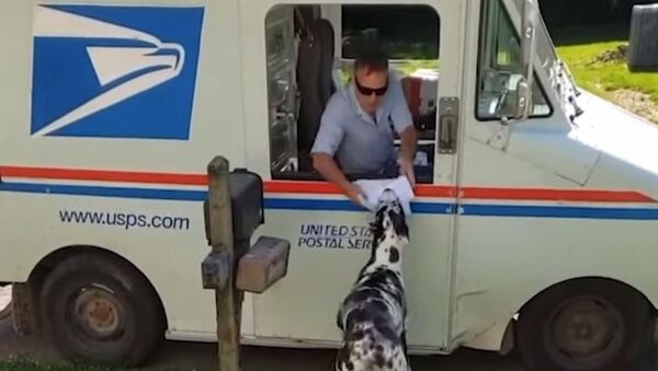 Dog Collects Mail For Owner - Sputnik 日本