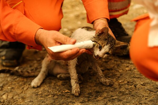 森林火災でケガを負った子猫の手当をするボランティア - Sputnik 日本
