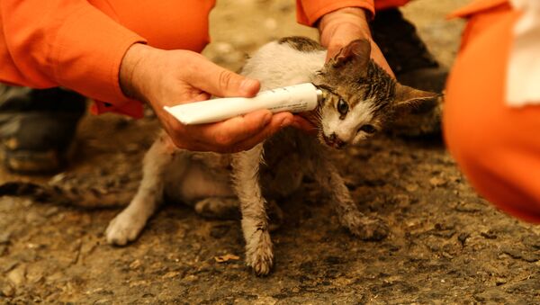 森林火災でケガを負った子猫の手当をするボランティア - Sputnik 日本