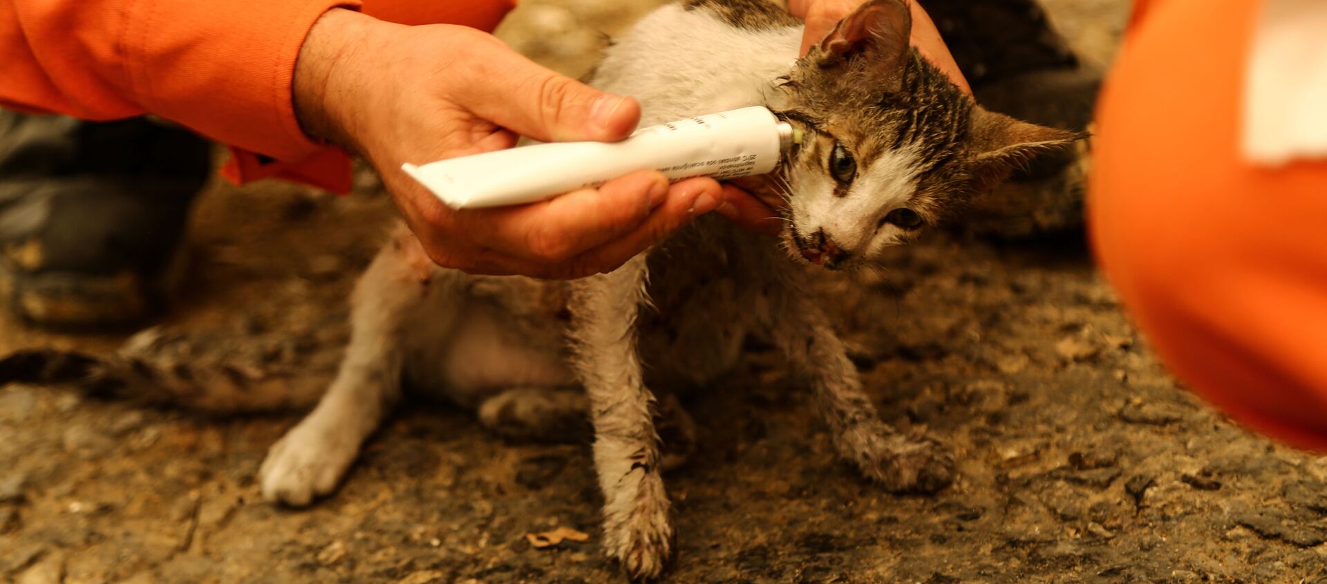 森林火災でケガを負った子猫の手当をするボランティア - Sputnik 日本, 1920, 03.08.2021