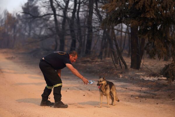 森林火災が発生したギリシャ・アテネ北部で、犬に水をやる消防隊員 - Sputnik 日本