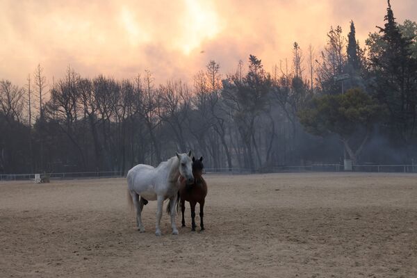 森林火災が発生したギリシャ・アテネ北部で、農場に佇む2頭の馬 - Sputnik 日本