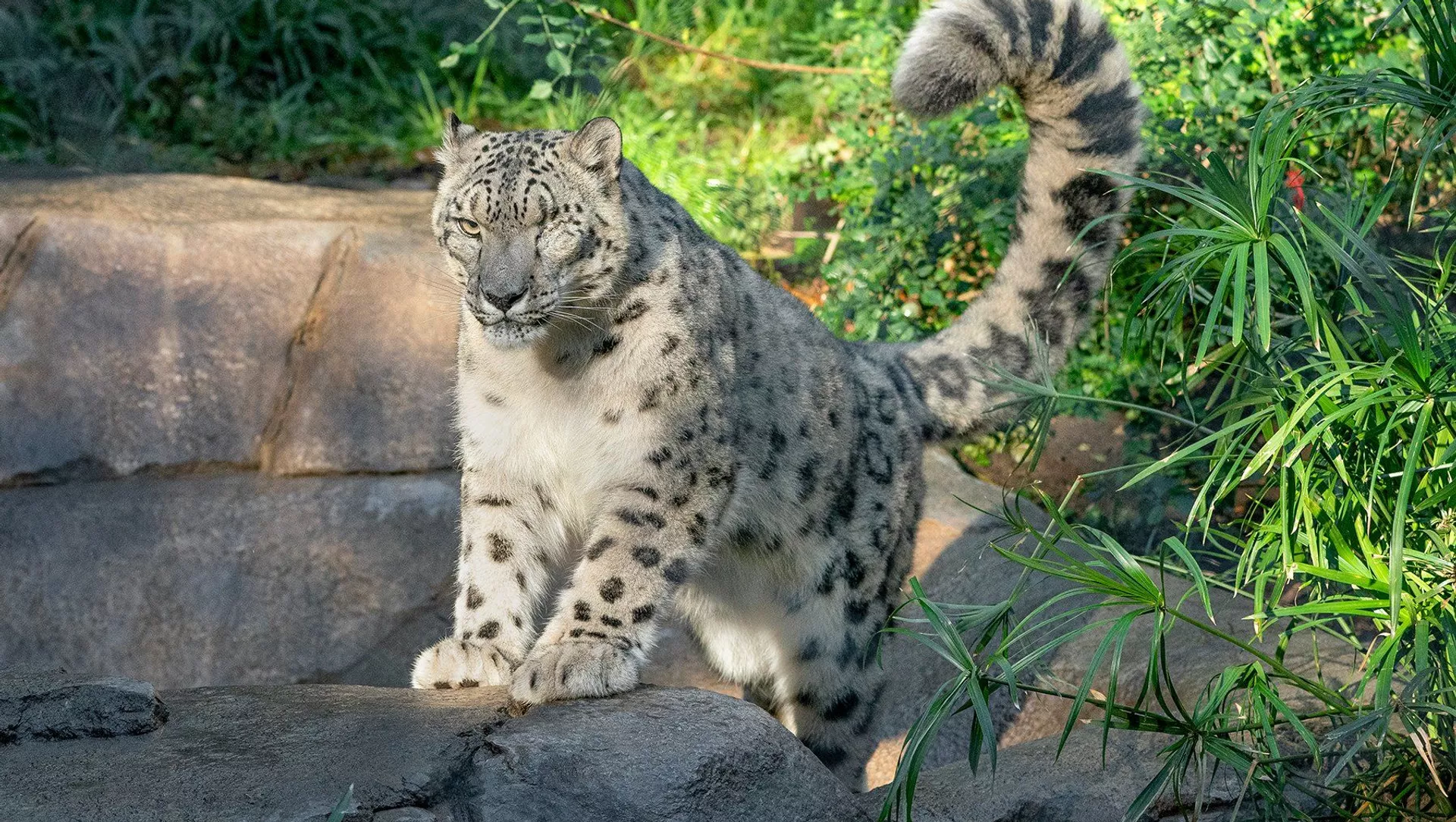 サンディエゴ動物園のユキヒョウ