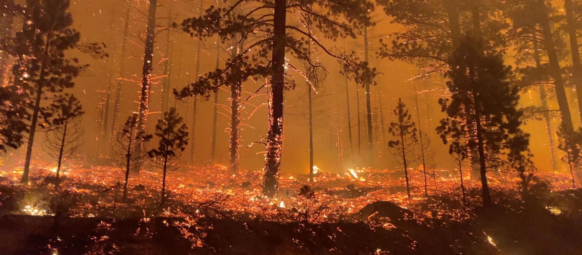 カリフォルニアの森林火災 - Sputnik 日本, 1920, 05.09.2021