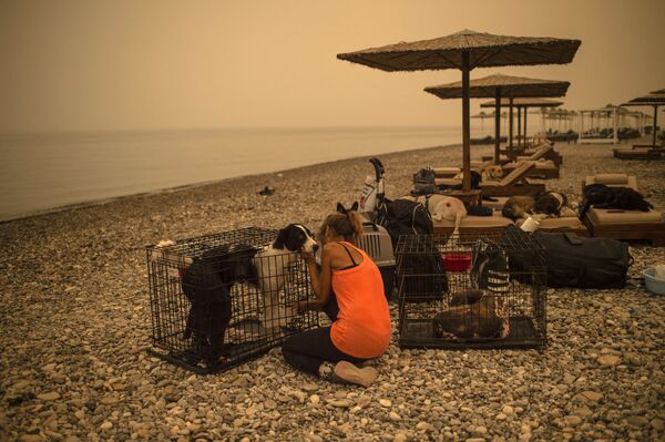 ギリシャ・エヴィア島のビーチで、森林火災でケガを負った犬の世話をする女性 - Sputnik 日本