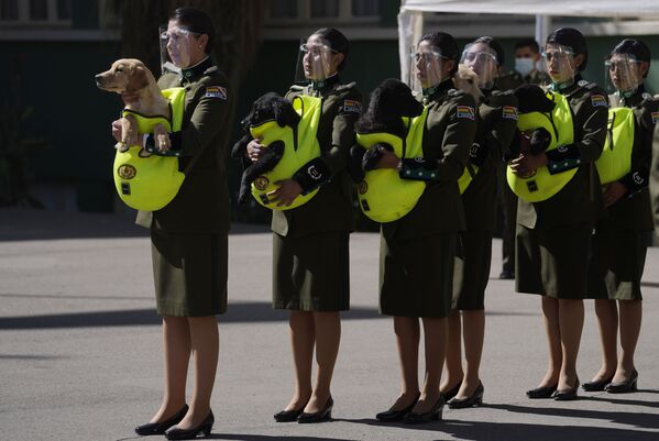 ボリビア・ラパスにある警察学校で行われた式典で、警察犬として訓練されるゴールデンレトリバーの子犬を紹介する警察官ら - Sputnik 日本