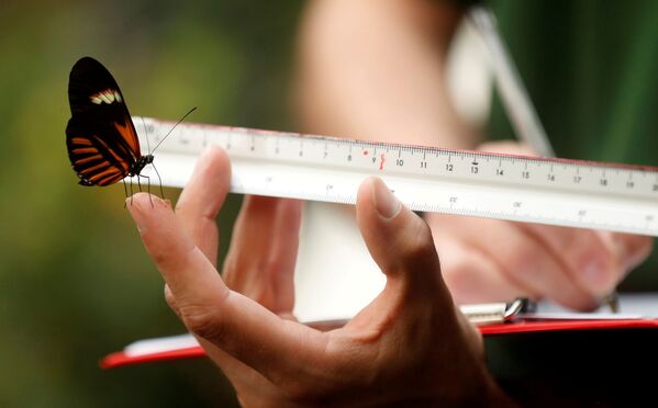 ホィップスネイド野生動物公園で、メルポメネドクチョウ体長を測定する飼育係 - Sputnik 日本