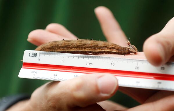 ホィップスネイド野生動物公園で、フクロウチョウの幼虫の体長を測定する飼育係 - Sputnik 日本