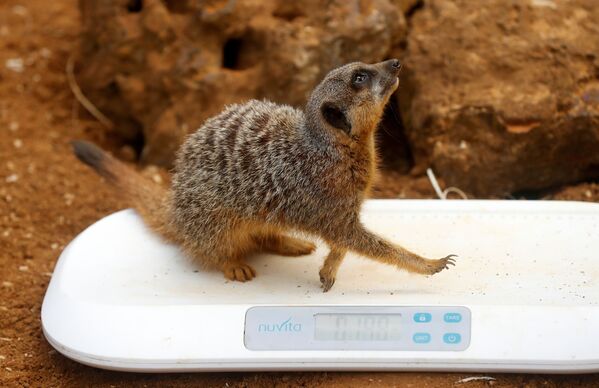 ホィップスネイド野生動物公園で、ミーアキャットの体重を測定する飼育係 - Sputnik 日本