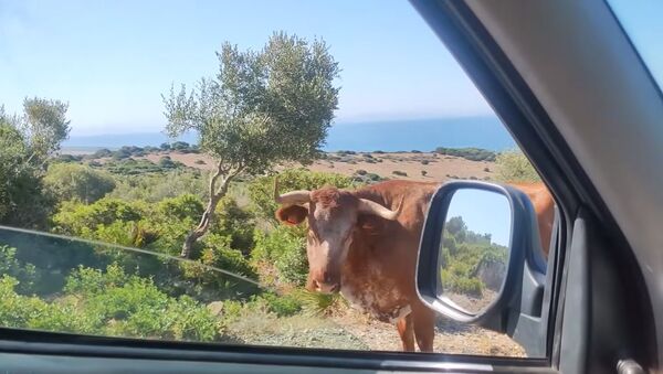 沿岸沿いの道路を歩く牛、運転手に道案内　スペイン - Sputnik 日本
