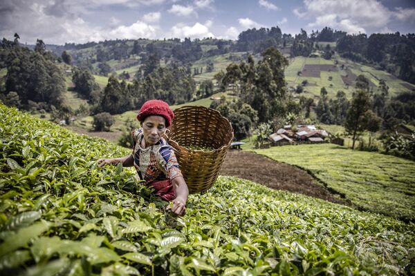 ケニア・ムランガ州の茶畑で茶葉を摘む女性 - Sputnik 日本