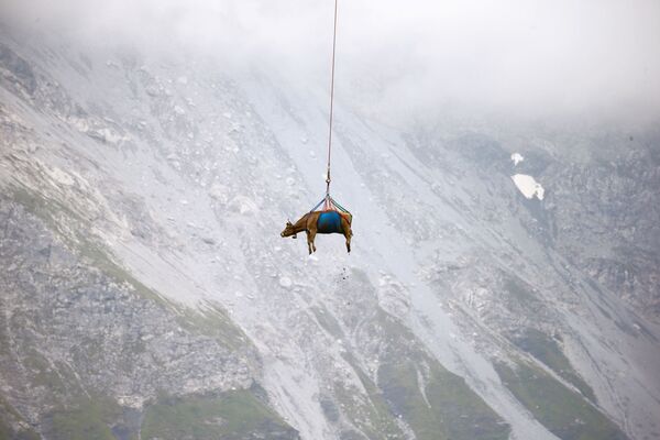 スイスにそびえるスイス・アルプスの草原で、夏の間の滞在を終えヘリコプターで運ばれる牛 - Sputnik 日本