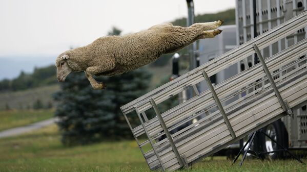 米ユタ州ミッドウェイで行われた放牧犬のコンテスト「ソルジャー・ホロー・クラシック・シープドッグ・チャンピオンシップ＆フェスティバル」で、トラックから飛び出す羊 - Sputnik 日本
