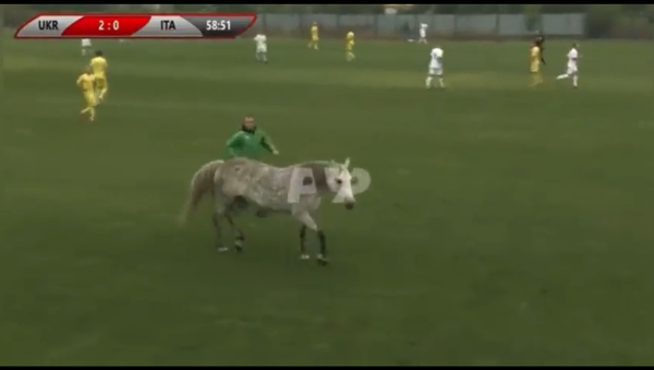 ウクライナとイタリアのサッカーの試合に犬2匹と馬が乱入 - Sputnik 日本