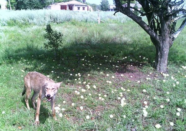 チェルノブイリ立入禁止区域に生息するオオカミ - Sputnik 日本