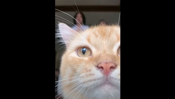 猫が画面ジャック！　TikTok撮影を妨害 - Sputnik 日本