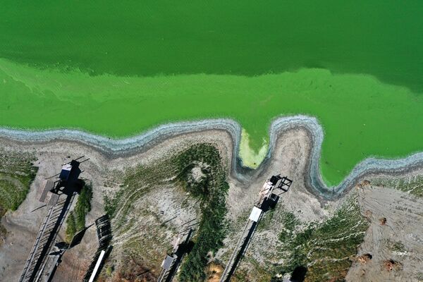 米カリフォルニア州クリアレイクにあるレッドバッド・パークで、緑色に染まった湖 - Sputnik 日本