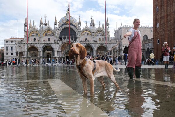 イタリア・ベネチアの高潮で冠水したサン・マルコ広場で、犬の散歩をする女性 - Sputnik 日本