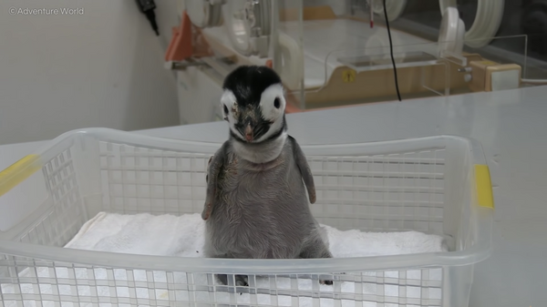 【エンペラーペンギンの赤ちゃん】初！魚の切り身 - Sputnik 日本