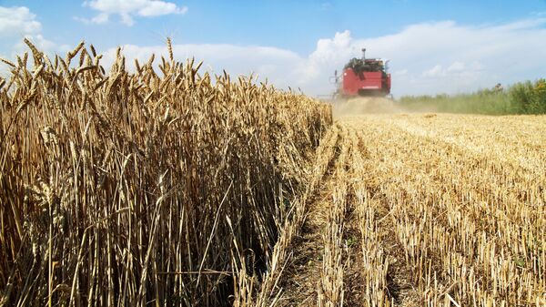 ドネツク州の畑で小麦の収穫をする様子 - Sputnik 日本