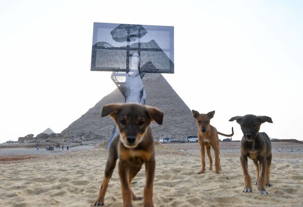 ピラミッド前に設置されたインスタレーションのそばで遊ぶ子犬 - Sputnik 日本