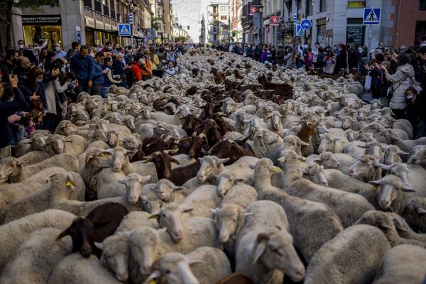 トランシュマンス（移牧祭）で、大通りを横断するヒツジとヤギの群れ（24日、スペイン・マドリード） - Sputnik 日本