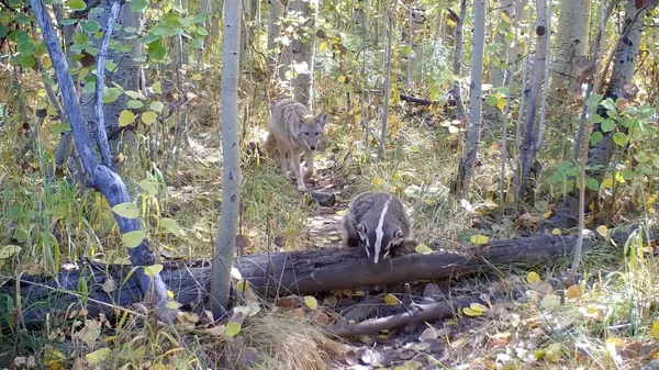 Badger and Coyote Seen Strolling Together in California Forest - Sputnik 日本