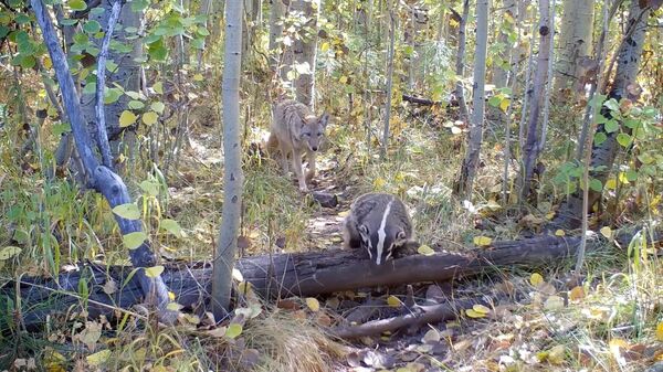 Badger and Coyote Seen Strolling Together in California Forest - Sputnik 日本