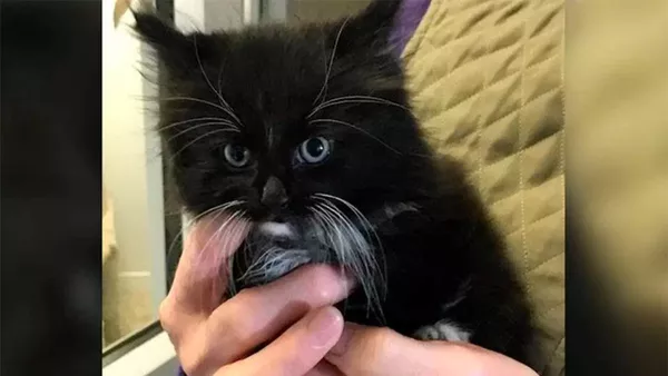英国　生後数週間の子猫がバンが乗り込んで100キロを迷走 - Sputnik 日本