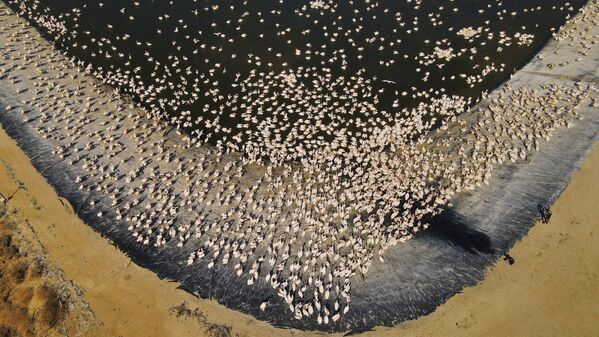 イスラエル・テルアビブ近郊のエメクヘファにある貯水池に集まった桃色ペリカンの大群 - Sputnik 日本
