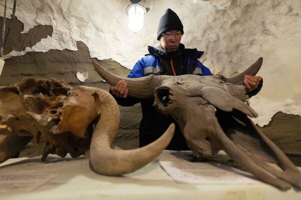 サハ共和国・ヤクーツクにあるメルニコフ永久凍土研究所の地下研究室で、牛の頭蓋骨を持つ科学者のニコライ・バシャーリンさん。地下室は地下15メートルにあり、気温はマイナス8度からマイナス5度に保たれている - Sputnik 日本