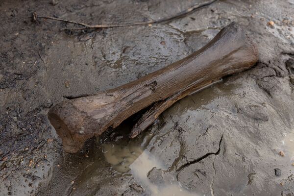 サハ共和国北東部・チェルスキーを流れるコリマ川の土手で発見された骨 - Sputnik 日本