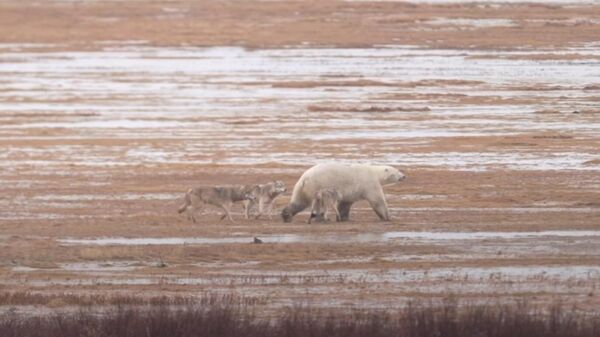 Pack of Wolves Try Taking on a Polar Bear || ViralHog - Sputnik 日本