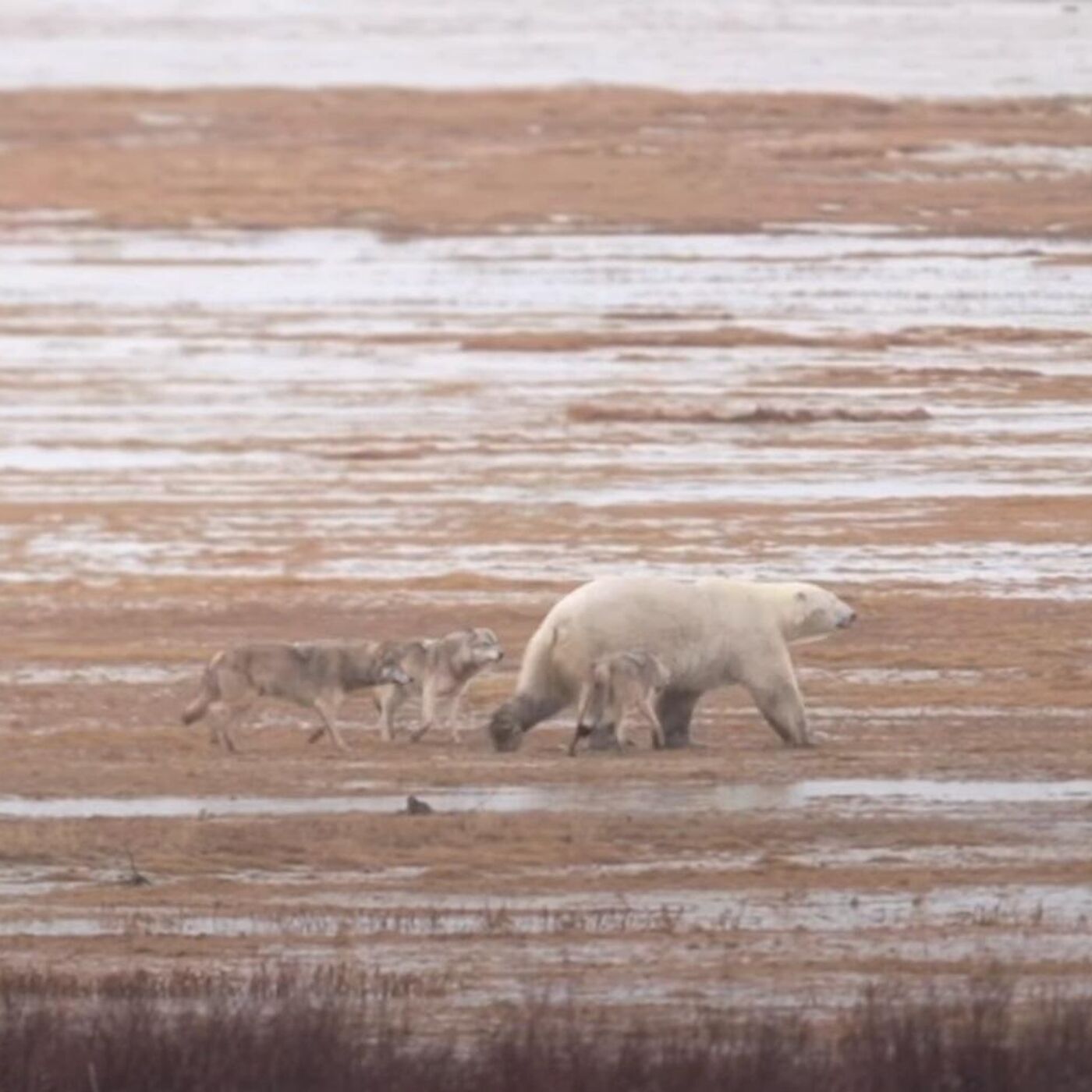 オオカミの群れ、ホッキョクグマに挑む カナダ - 2021年11月12日