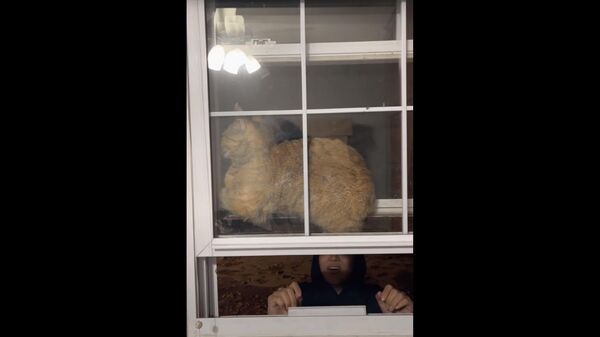 Cat Somehow Stuck Between Two Windows || ViralHog - Sputnik 日本